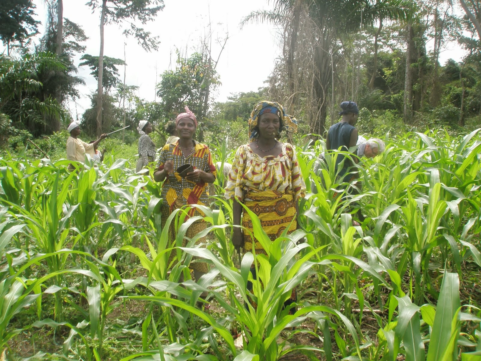 Tomate, oignon, riz: Voici pourquoi la Côte d'Ivoire n'est pas encore auto-suffisante