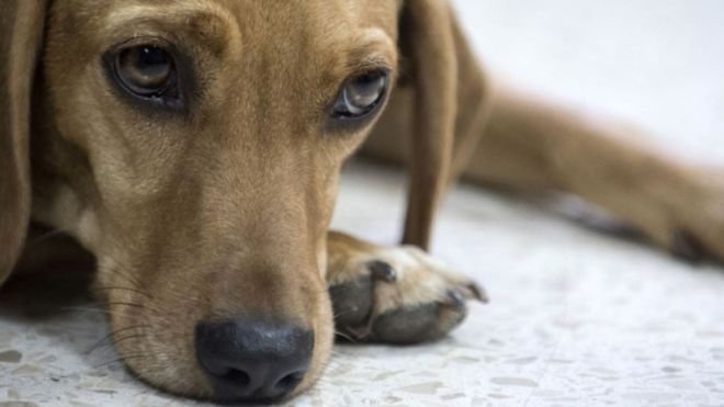Un chien 'porte plainte' contre sa maÃ®tresse