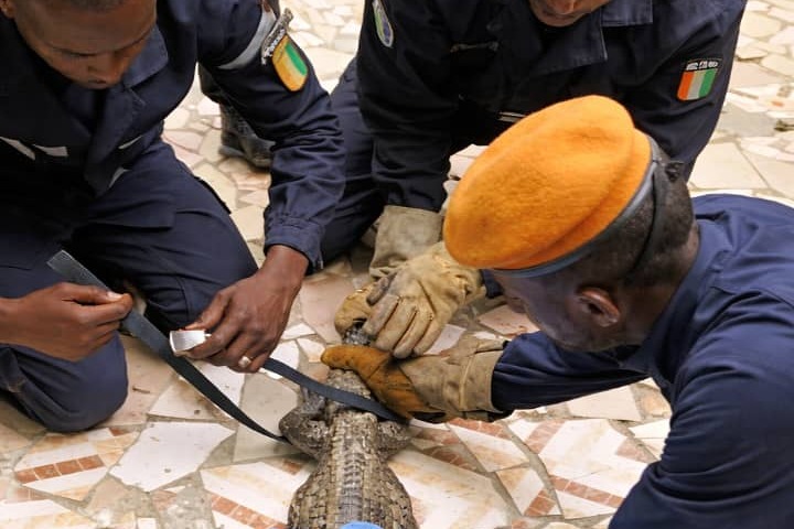 Côte d'Ivoire. Un croco à l’école, caché dans les toilettes