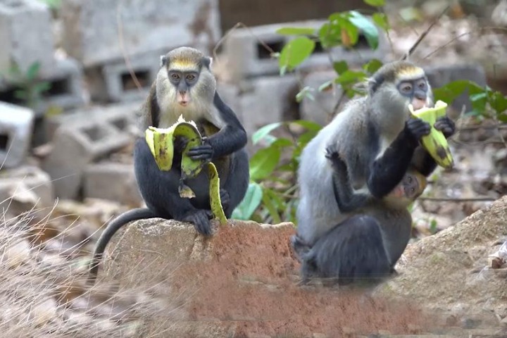 Tourisme : le site des singes sacrés de Gbetitapia réaménagé