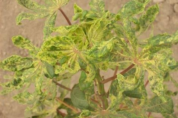 Côte d’Ivoire. Virus de la mosaïque : les boutures de manioc de l’Ouest sous embargo