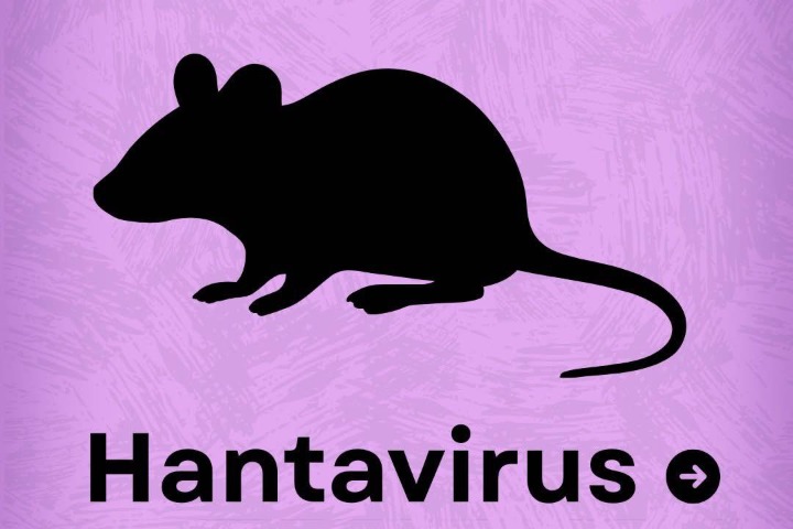 Santé publique : l’hantavirus virus frappe en mer, Abidjan sonne la vigilance