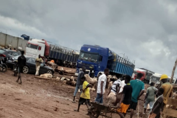 Côte d’Ivoire.  Tabaski 2026 : ce n’est pas encore l’affluence au marché du bétail...