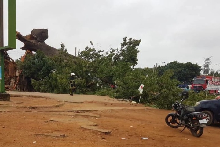 Côte d’Ivoire. Catastrophe ! Le fromager centenaire de Nimbo entraîne des morts et des blessés...