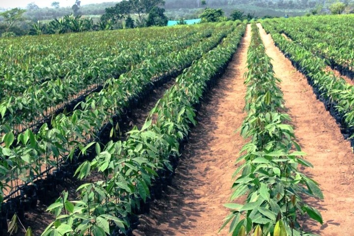 Côte d’Ivoire .Les efforts du gouvernement ont permis de doubler la production vivrière