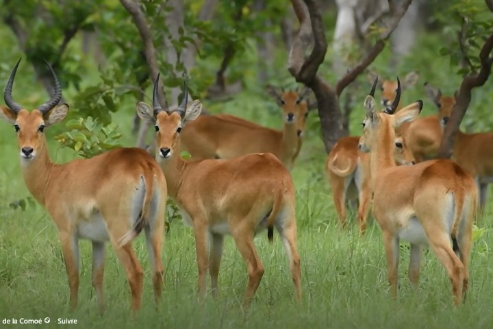 Au nord de la Côte d’Ivoire (2/4). Le Parc national de la Comoé