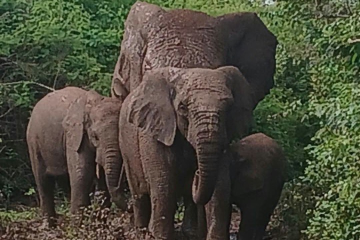 Côte d’Ivoire. Quatre éléphants jouent à cache-cache avec les habitants de Gbangoualé...