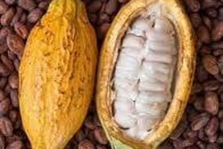Café-Cacao : la Côte d’Ivoire crée un institut dédié à la recherche