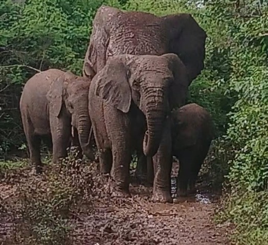 Côte d’Ivoire : face à la menace des éléphants, des paysans abandonnent leurs champs