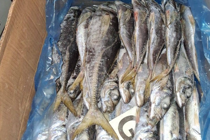Côte d’Ivoire : le prix du carton de poisson congelé baisse de 2 500 FCFA